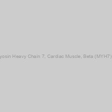 Image of Human Myosin Heavy Chain 7, Cardiac Muscle, Beta (MYH7) ELISA Kit